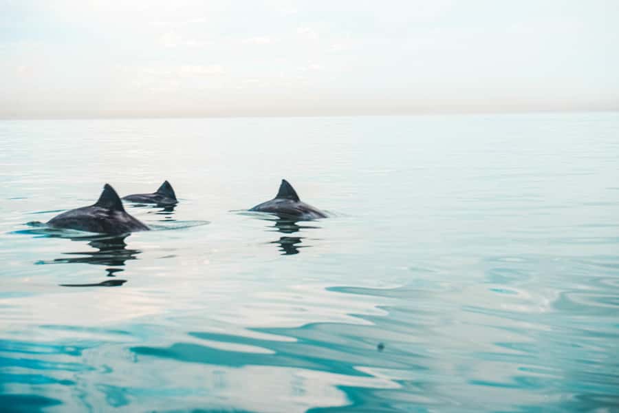 Cape Town: Marine Life Kayak Tour From the V&A Waterfront - Key things I’d plan around before you go