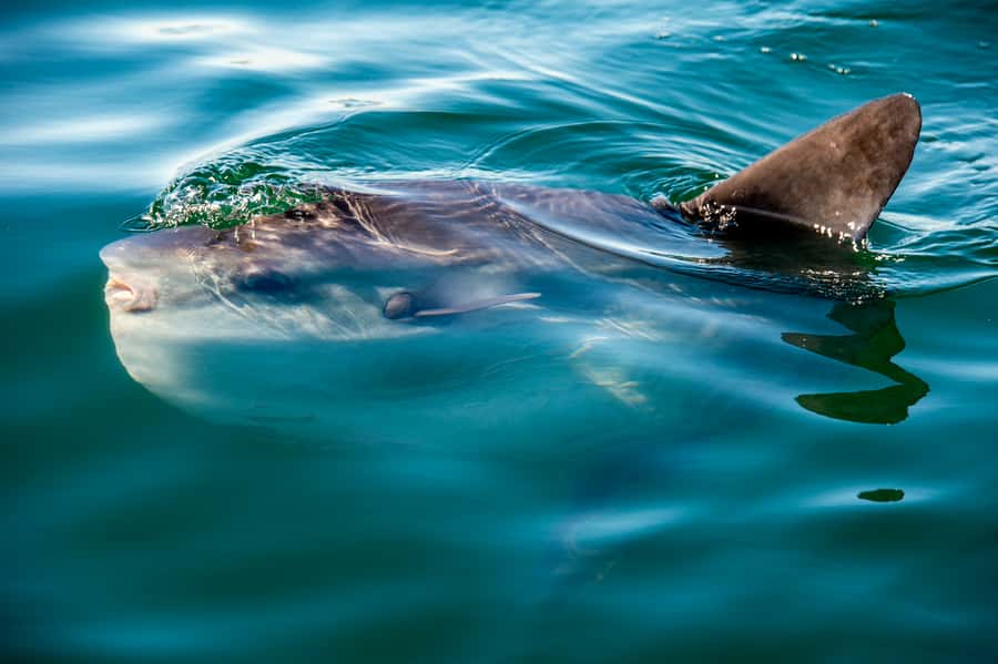 Cape Town: Marine Wildlife Tour from the V&A Waterfront - Key things to notice before you book