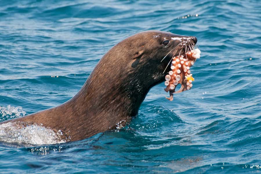 Cape Town: Marine Wildlife Tour from the V&A Waterfront - From the V&A Waterfront to Table Bay: how the tour flows