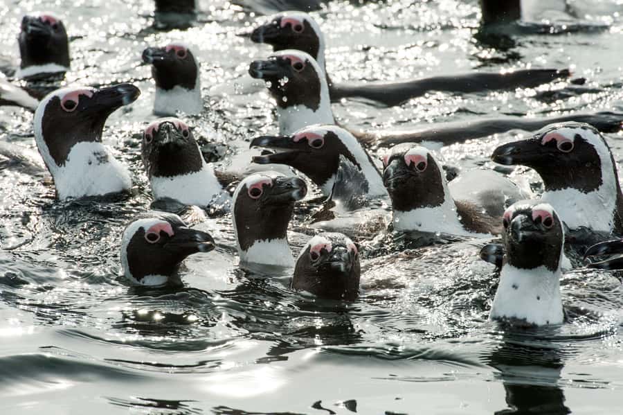 Cape Town: Marine Wildlife Tour from the V&A Waterfront - The wildlife you’re actually likely to see in Table Bay