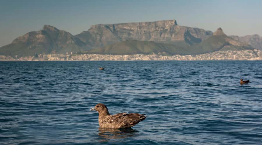 Cape Town: Marine Wildlife Tour from the V&A Waterfront - The on-water guiding style: how to get the most from your 90 minutes