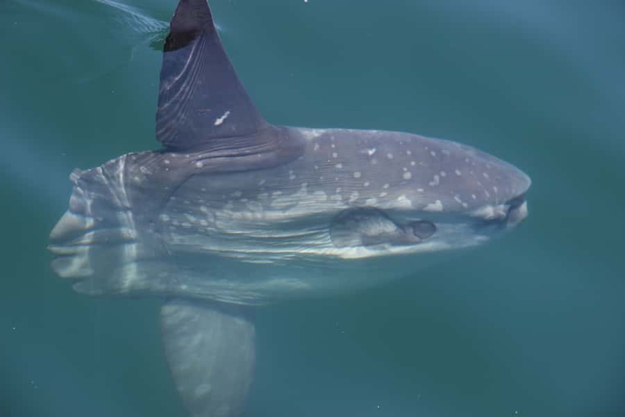 Cape Town: Marine Wildlife Tour from the V&A Waterfront - Price and value: is $61 worth it?