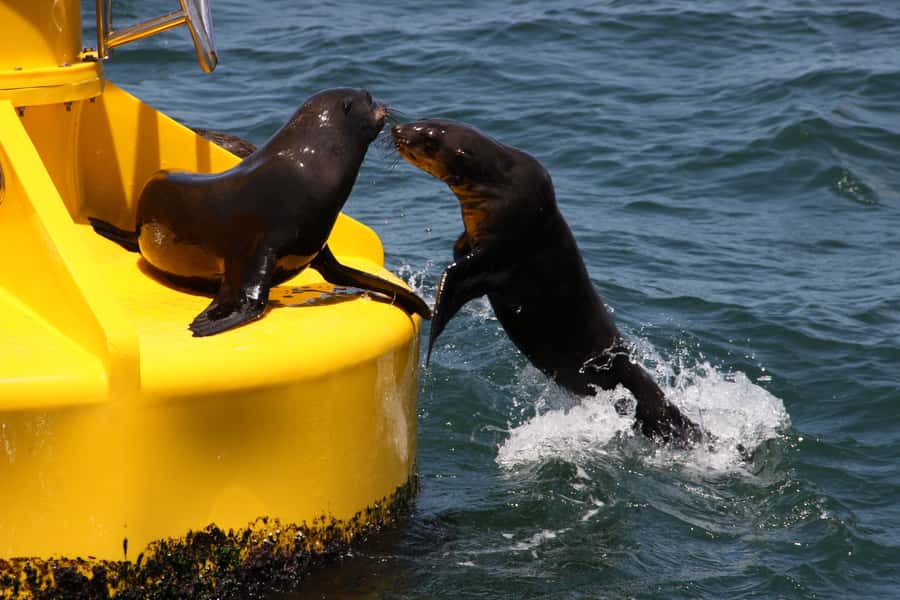 Cape Town: Marine Wildlife Tour from the V&A Waterfront - Timing, weather, and comfort tips that actually help