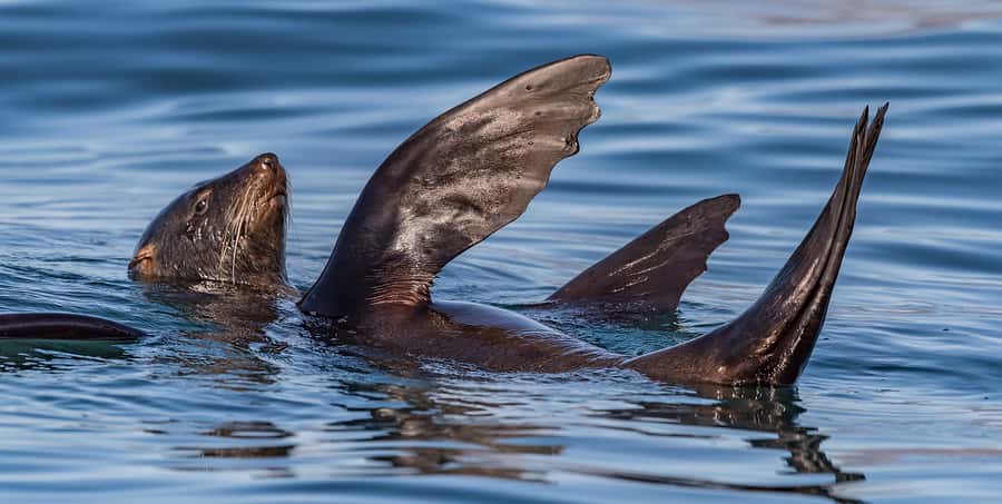 Cape Town: Marine Wildlife Tour from the V&A Waterfront - Who should book, and who should skip this cruise