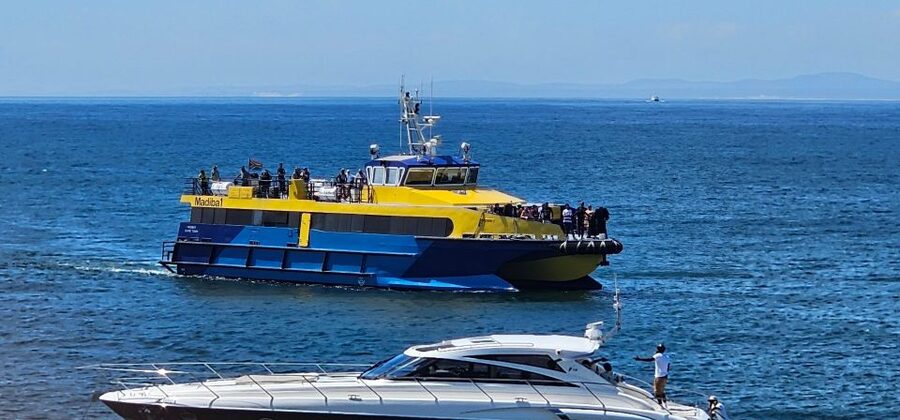 Cape Town: Ocean Safari 1 Hour - Wildlife Watch: Dolphins, Seals, Penguins, and More