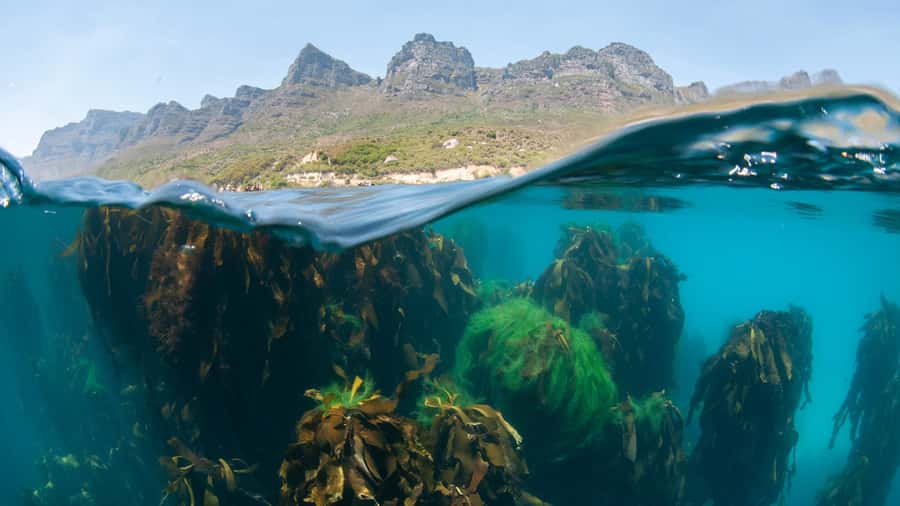 Cape Town: Ocean Safari in Hout Bay - Key points that make Hout Bay’s Ocean Safari feel worth your time