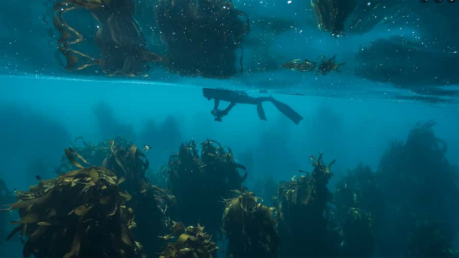 Cape Town: Ocean Safari in Hout Bay - Why this 4-hour Hout Bay Ocean Safari works as a real Cape Town activity