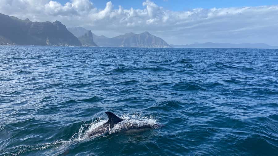 Cape Town: Ocean Safari in Hout Bay - Seals, dolphins, and whales: what you can spot without needing in-water seal encounters