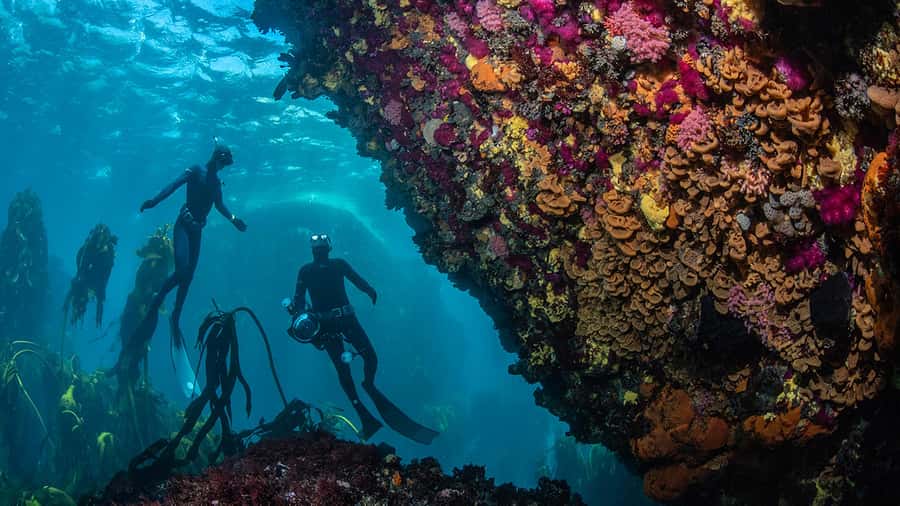 Cape Town: Ocean Safari in Hout Bay - The boat ride itself: cliffs, coves, and the Cape Peninsula feel