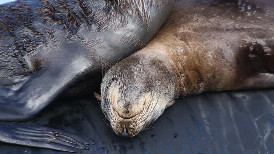 Cape Town: Ocean Safari in Hout Bay - Wetsuit warmth and the hot chocolate moment you will actually appreciate