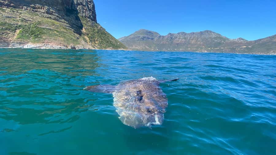 Cape Town: Ocean Safari in Hout Bay - Facilities at the snorkel center: more than just a place to change
