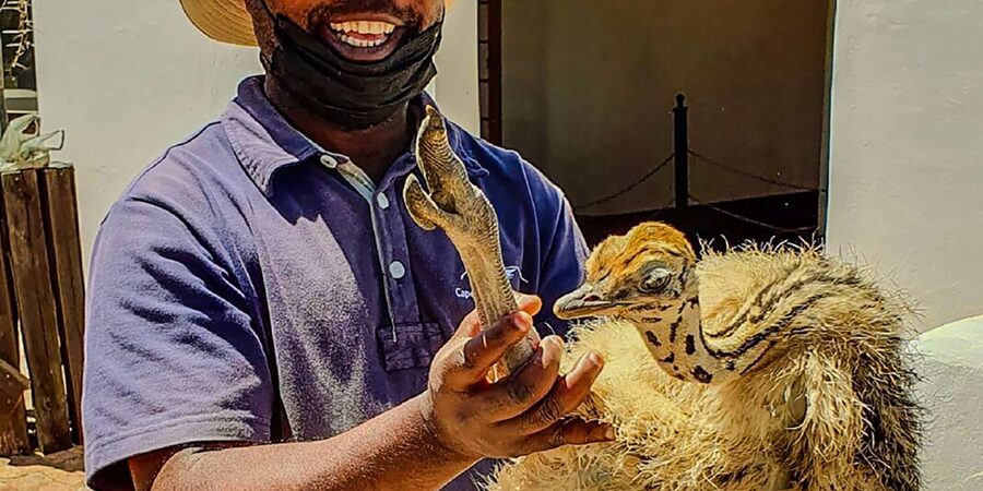 CAPE TOWN: OSTRICH RANCH QUAD BIKE RIDE & OSTRICH TOUR - Photo Moments and Interaction Rules: What to Ask Before You Agree