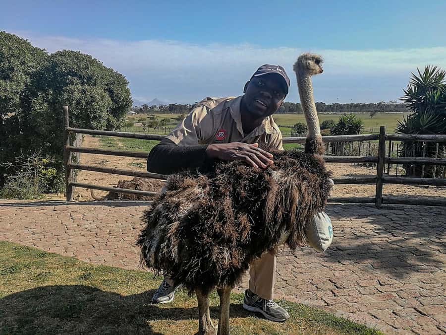 CAPE TOWN: OSTRICH RANCH QUAD BIKE RIDE & OSTRICH TOUR - Price and Value: Is $62 Fair for Quad Riding Plus an Ostrich Tour?