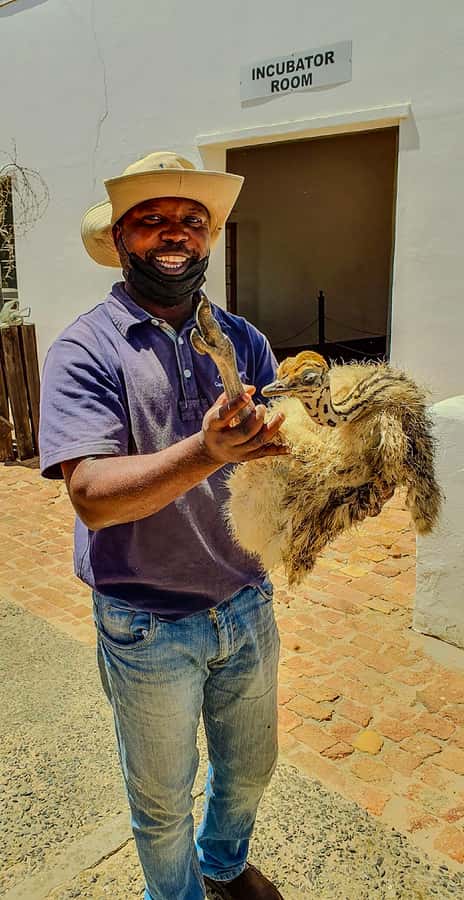 CAPE TOWN: OSTRICH RANCH QUAD BIKE RIDE & OSTRICH TOUR - Riding With Cape Winelands and Table Mountain Views: The Best Part for Photo Lovers
