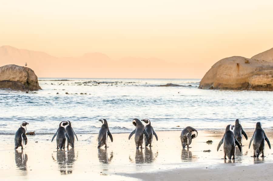 Cape Town: Penguin Watching at Boulders Beach Half Day Tour - Key Takeaways Before You Go