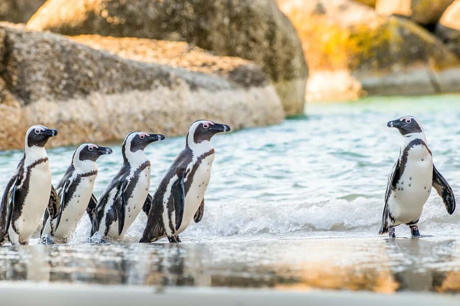 Cape Town: Penguin Watching at Boulders Beach Half Day Tour - Why Boulders Beach Penguins Are the Star, Not a Side Quest