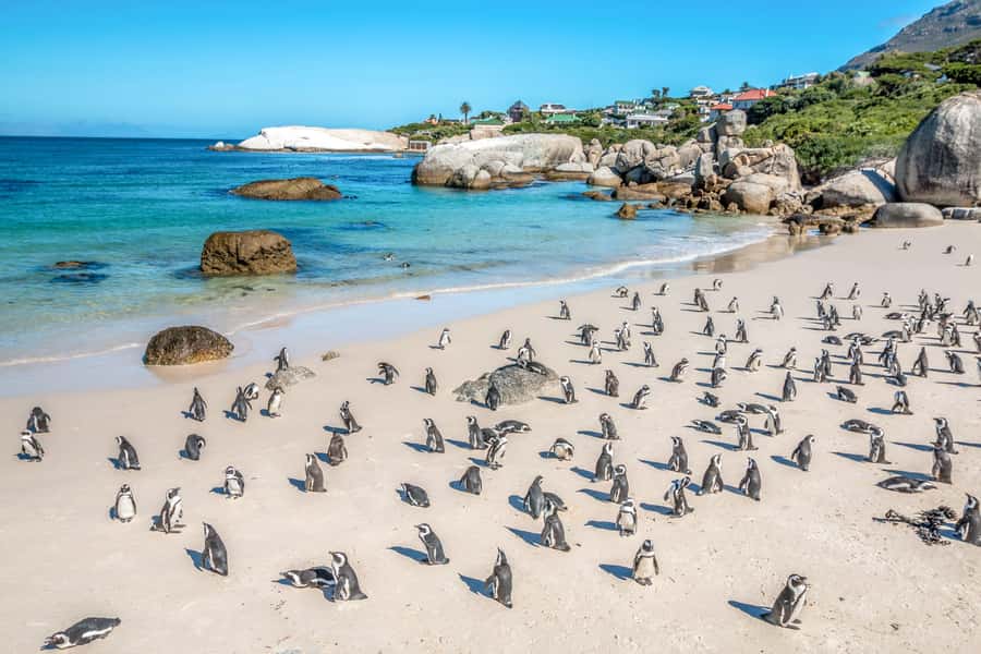 Cape Town: Penguin Watching at Boulders Beach Half Day Tour - Arrival at Boulders Beach: Penguins, Boardwalks, and Sea Air