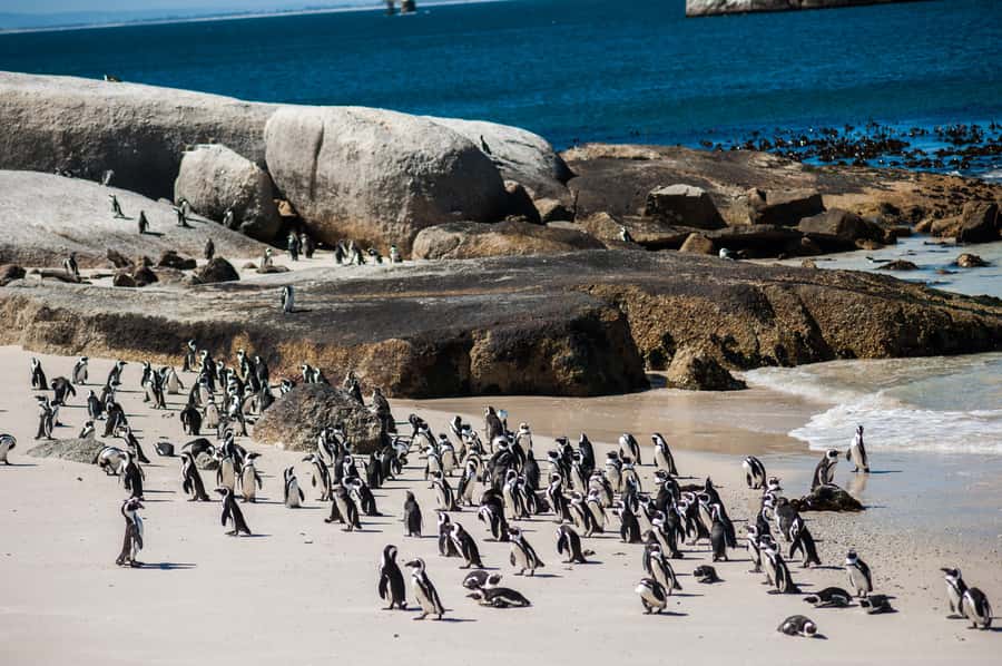 Cape Town: Penguin Watching at Boulders Beach Half Day Tour - Getting picked up in Cape Town, then zooming toward the coast