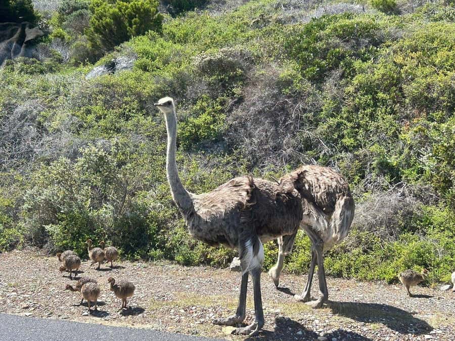 Cape Town: Penguins & Cape of Good Hope Day Tour with Pickup - Guides, Drivers, and the Small-Group Feel That Makes It Work