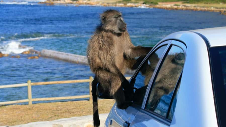 Cape Town: Penguins & Cape of Good Hope Half Day Shared Tour - Key highlights to look forward to