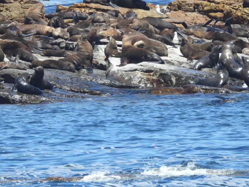 Cape Town: Penguins & Cape of Good Hope Half Day Shared Tour - Wildlife and fynbos chances inside the Nature Reserve