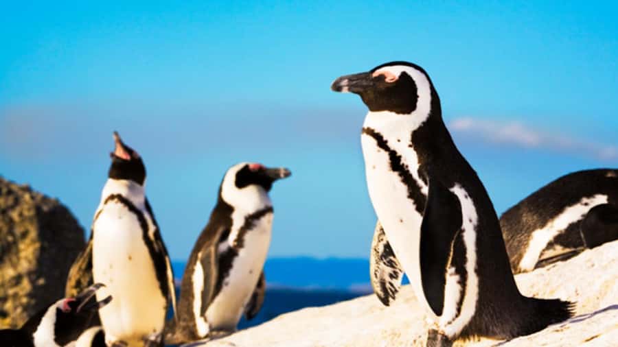 Cape Town: Penguins & Cape of Good Hope Half Day Shared Tour - Price and logistics: what you’re paying for, and what you must budget