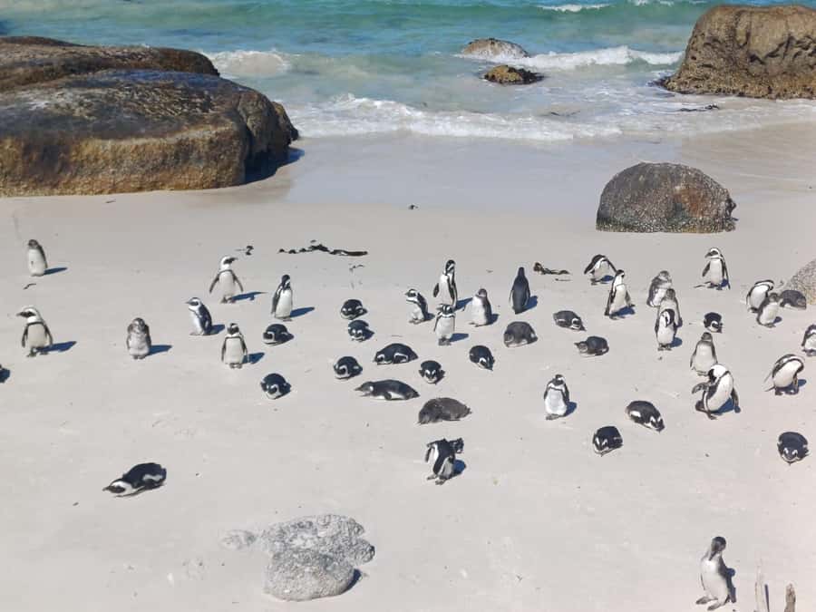 Cape Town: Penguins & Cape of Good Hope Half-Day Tour - Key highlights to look forward to