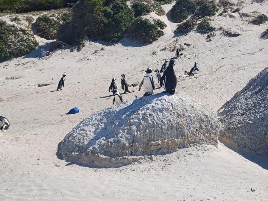Cape Town: Penguins & Cape of Good Hope Half-Day Tour - Boulders Penguin Colony: the closest you’ll get to real penguin behavior
