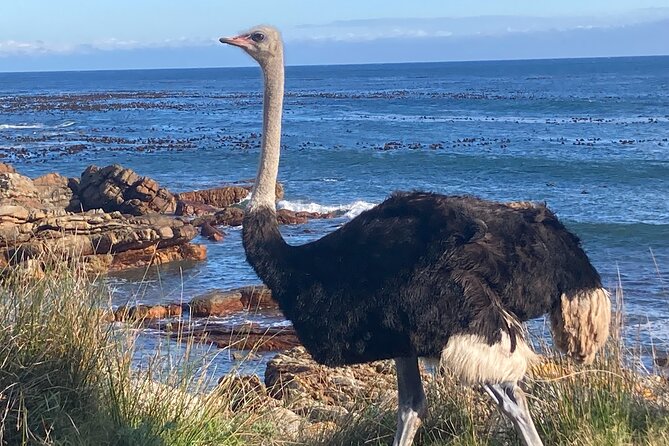 Cape Town: Peninsula, Cape of Good Hope and Penguins Tour - Why the Cape Peninsula route works in one day