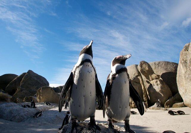 Cape Town Peninsula Day Tour ( Cape Point/Boulders/Wine Tasting) - Key things that make this tour worth your time