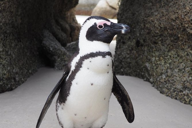 Cape Town Peninsula Day Tour ( Cape Point/Boulders/Wine Tasting) - Constantia Glen winery: a scenic landing spot after coast and penguins