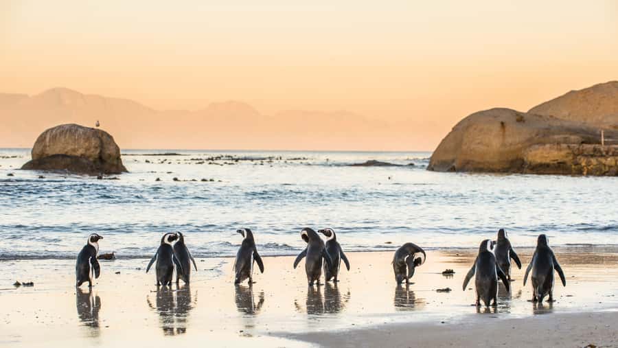 Cape Town: Peninsula, Penguins & Cape of Good Hope Day Tour - Cape of Good Hope Nature Reserve and the Cape Point walk or funicular