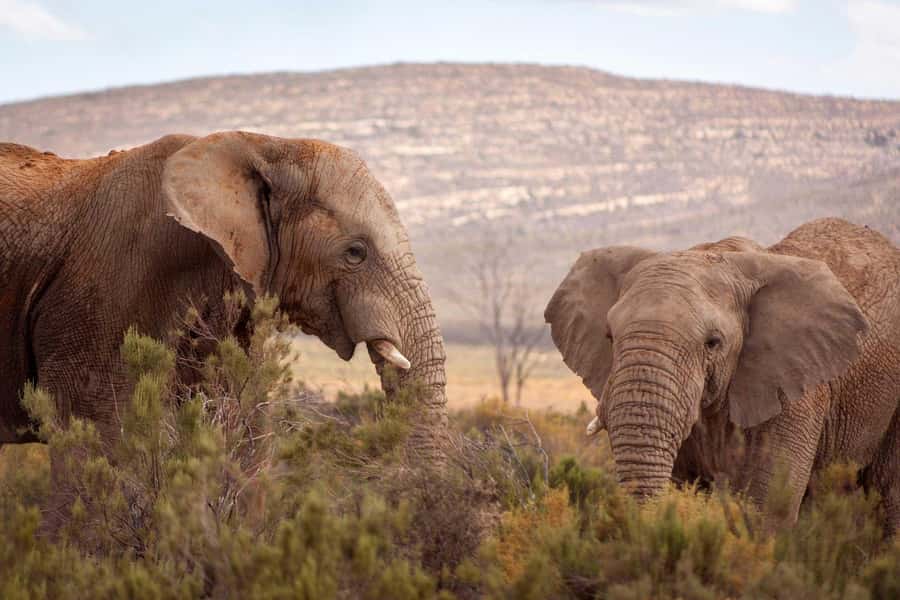 Cape Town: Private Aquila Reserve Safari with Winery Lunch - Key highlights you should care about