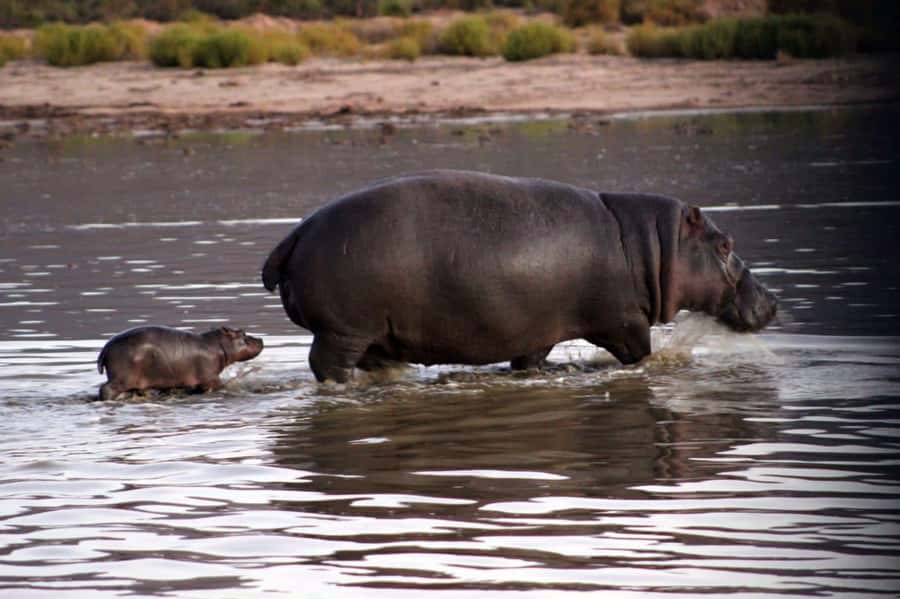 Cape Town: Private Aquila Reserve Safari with Winery Lunch - Getting to Aquila: comfort, breaks, and what to ask before you go