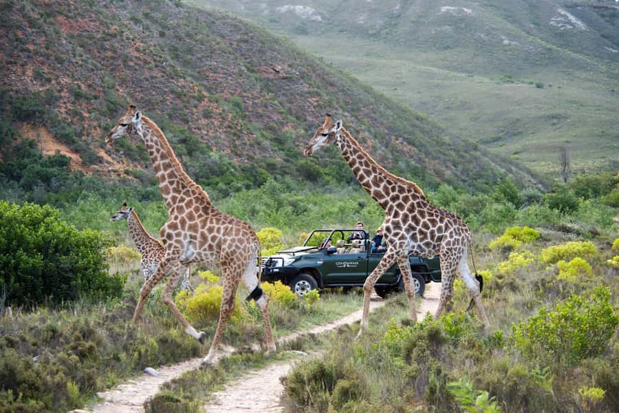 Cape Town: Private Aquila Reserve Safari with Winery Lunch - Fairview Wine and Cheese: what you get and what to watch for
