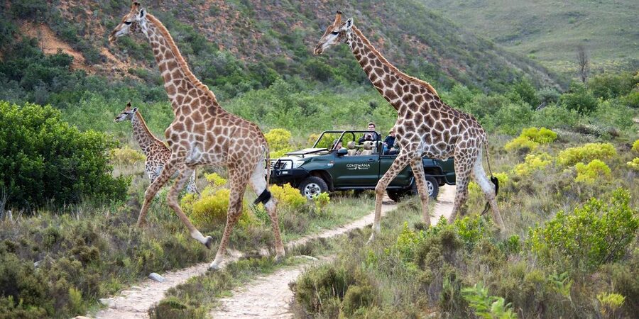 Cape Town: Private Aquila Reserve Safari with Winery Lunch - Price and park fees: the real cost math