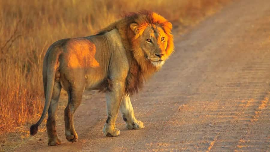 Cape Town: Private Aquila Reserve Safari with Winery Lunch - The 10-hour schedule: where the time really goes
