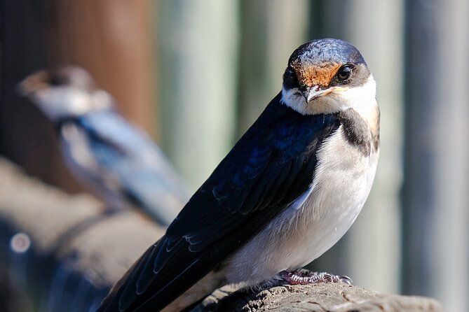 Cape Town Private Birding Tour - A 9-hour Cape Peninsula birding day that starts early