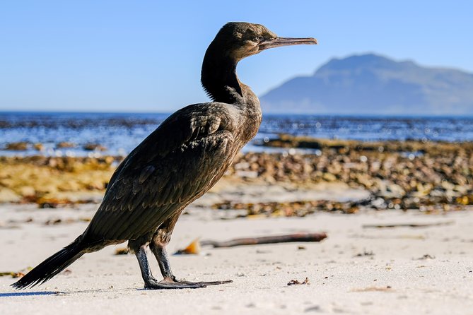 Cape Town Private Birding Tour - Strandfontein Sewage Works: why Cape Town birders go here