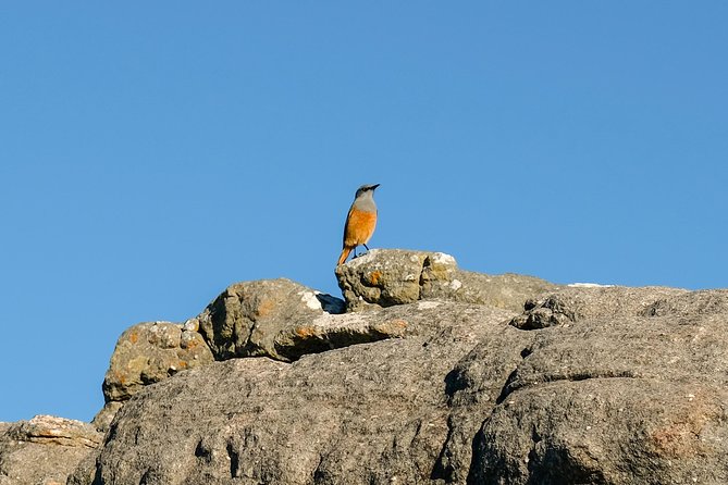 Cape Town Private Birding Tour - Rondevlei Nature Reserve: wetland and Strandveld birding on the Cape Flats