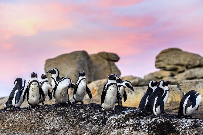Cape Town Private Group Tour to Cape of Good Hope and Boulders Penguins Colony - Private vehicle value: what changes on the Cape Peninsula