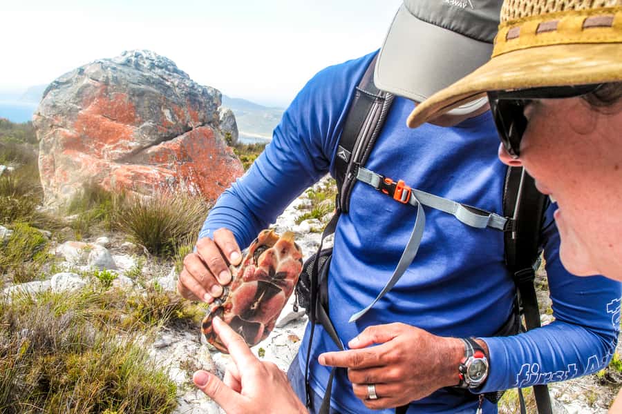 Cape Town Private Guided Table Mountain Hikes - Key highlights at a glance