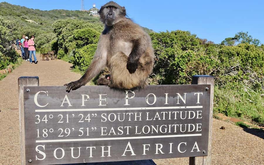 Cape Town Private Tour to Cape Of Good Hope and the Penguins - Key Highlights You’ll Feel From the Start