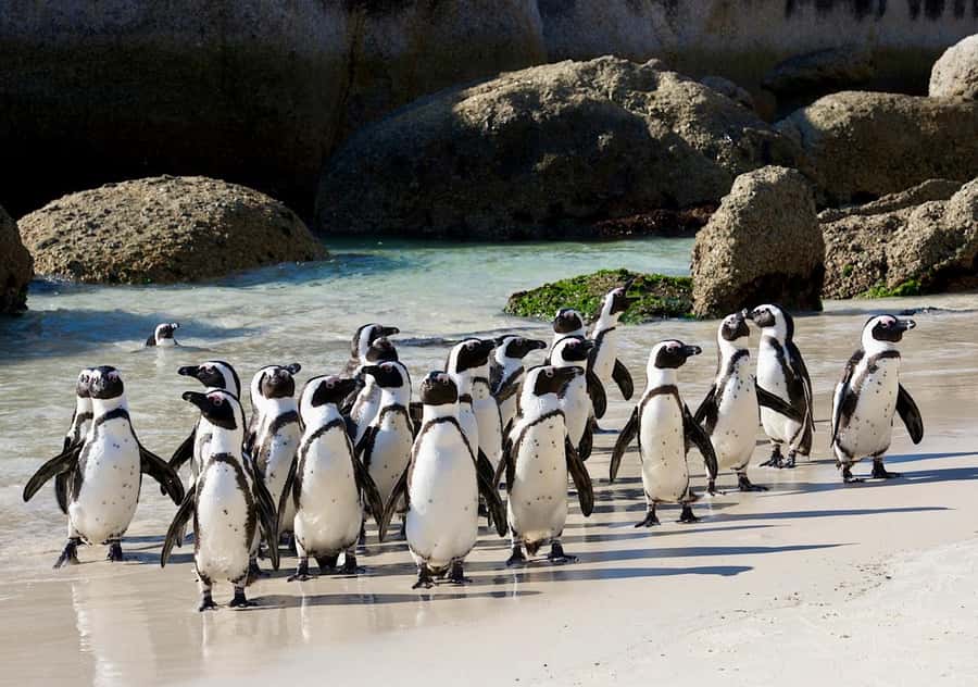Cape Town Private Tour to Cape Of Good Hope and the Penguins - Hout Bay: Seals, Mariner’s Wharf, and Optional Seal Island