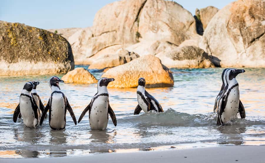 Cape Town Private Tour to Cape Of Good Hope and the Penguins - Chapmans Peak Drive and Noordhoek Coffee Time