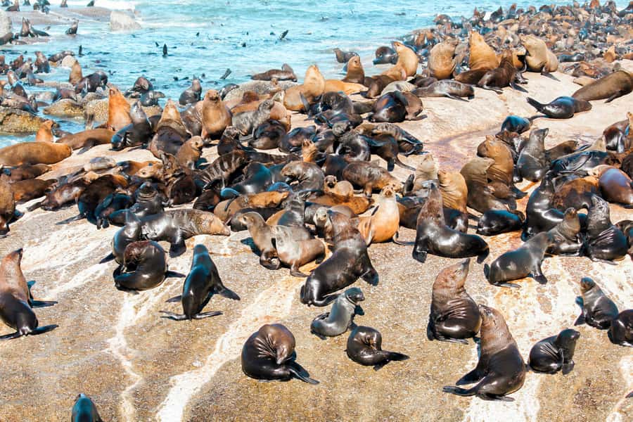 Cape Town: Robben Island Ferry Tour with 1-Way Hotel Pickup - Should You Book This Robben Island Ferry Tour?