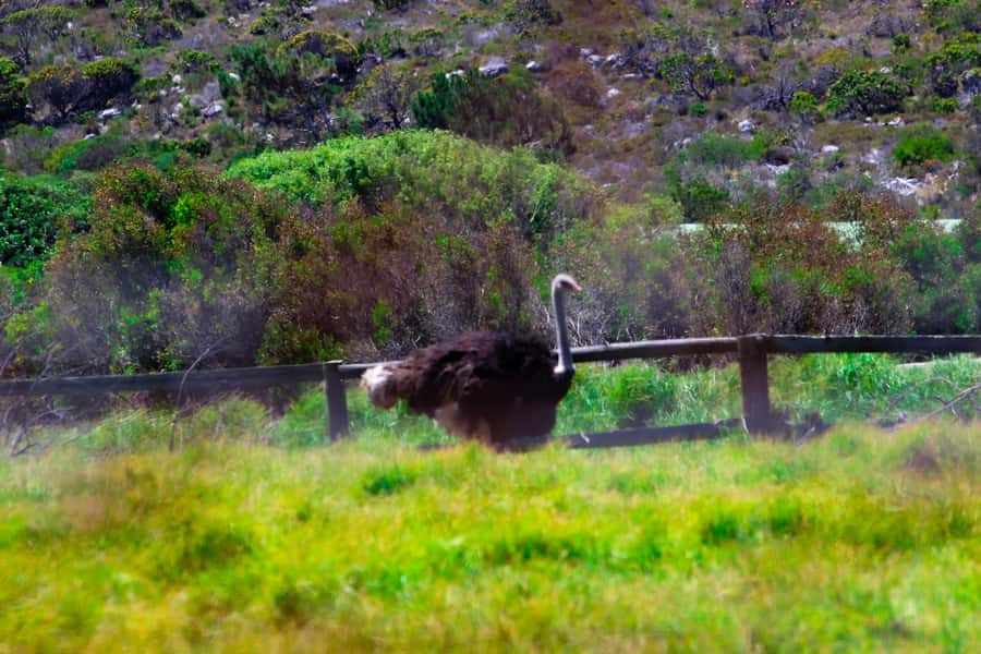 Cape Town's Best: Cape Point & Boulders Beach Group Tour - Cape of Good Hope: Where the Ocean Mood Changes
