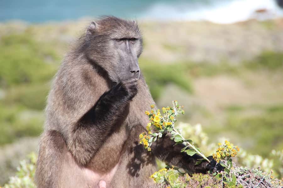 Cape Town's Best: Cape Point & Boulders Beach Group Tour - Pickup, City Stops, Then Out to the Cape