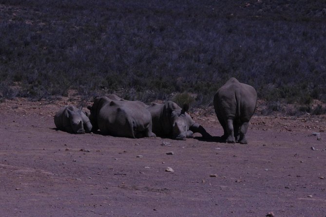 Cape Town Safari Big 5 experience all inclusive - Private group energy, with animal talk that helps you spot more