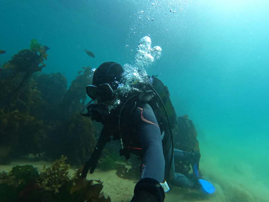 Cape Town: Scuba Diving Experience for Beginners - Price and value at about $112 per person